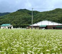 会社前のそば畑満開です