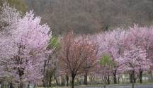 「桜フェア」開催のお知らせ
