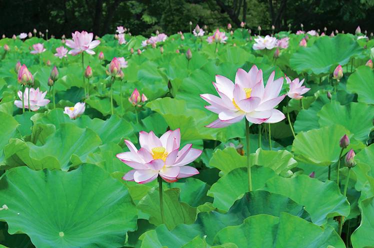 伊南恥風の蓮の花